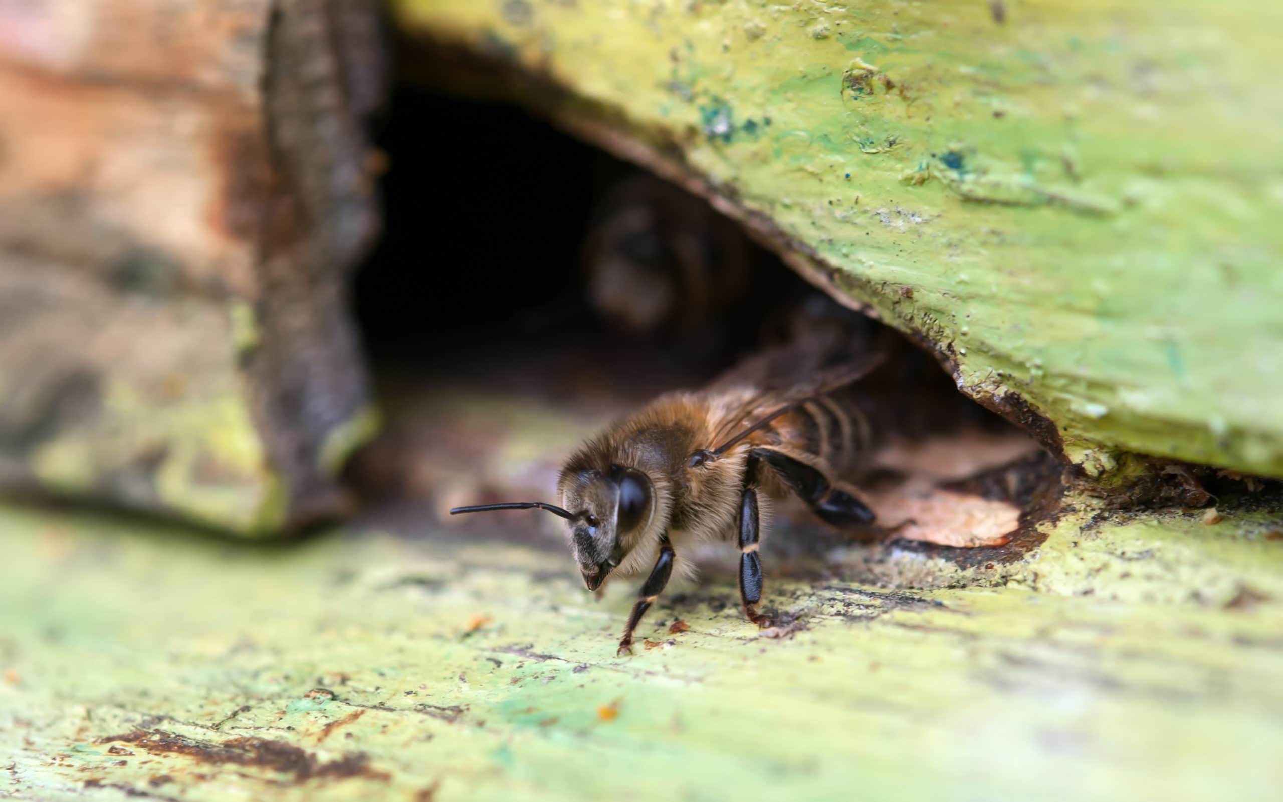 bee in beehive