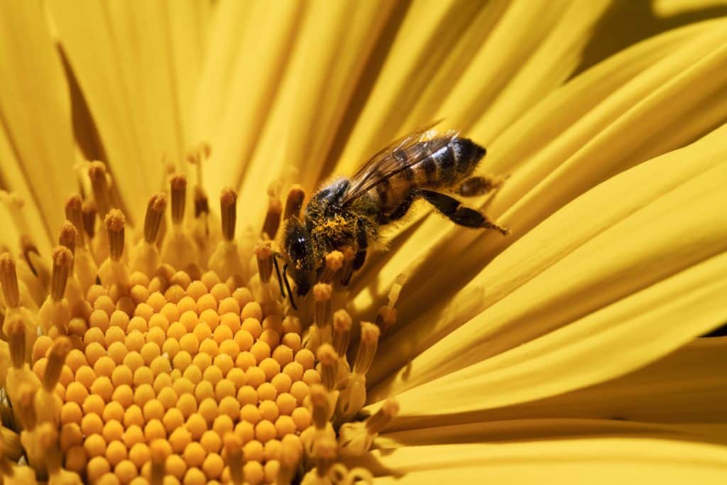 bee-in-the-flower-5JQ4WY6