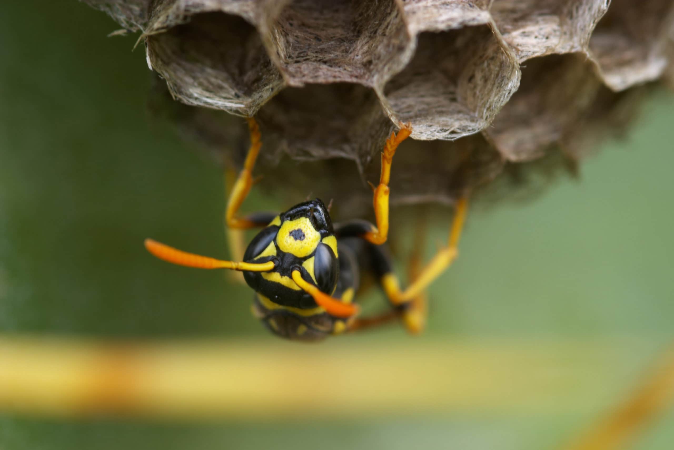 Wasp ( polistes gallicus )