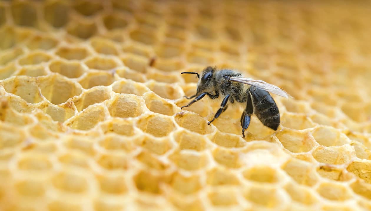 working bee