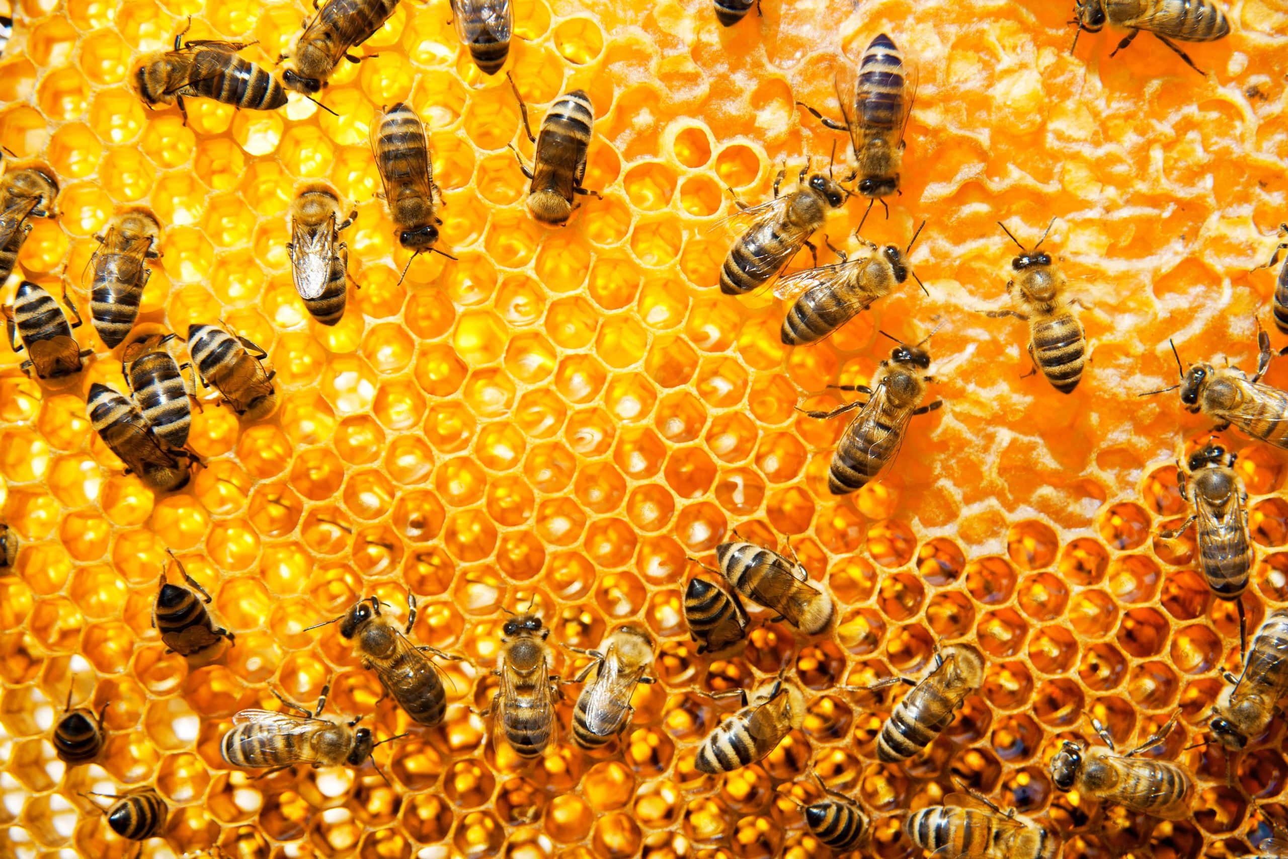 working-bees-UH94DLG-min