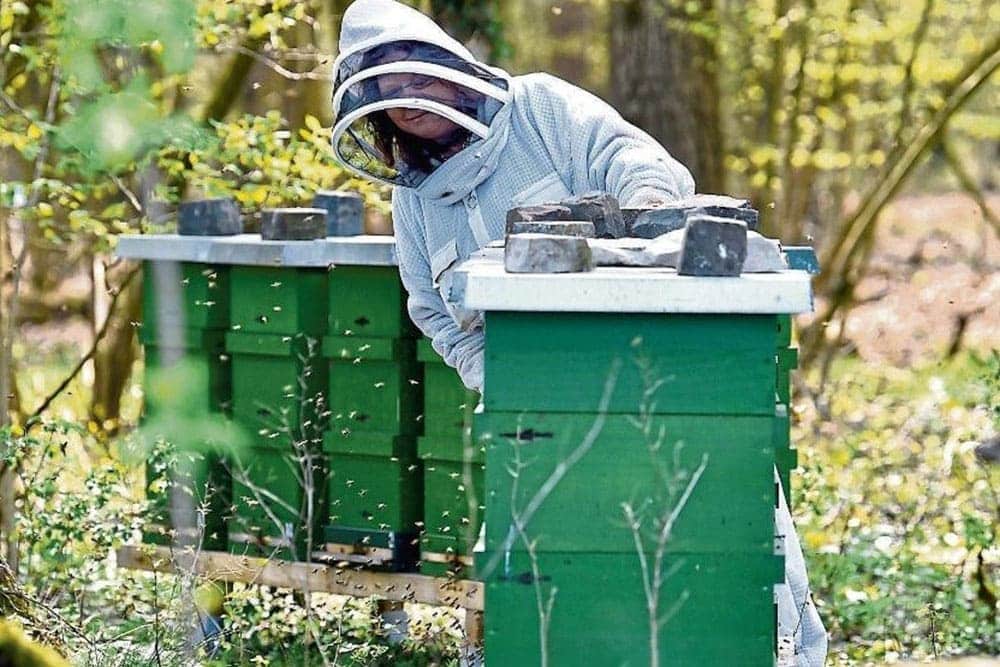 Marion Domke - Imkerin aus Wadersloh-Diestedde - Realisieren Sie Ihren eigenen Bienenstock indem Sie Bienen mieten.