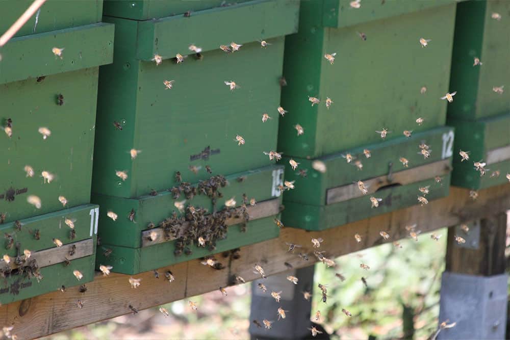 Fleißige Bienen bei der Arbeit. Mehrere Bienenstöcke für Ihre eigene Honigbeute.