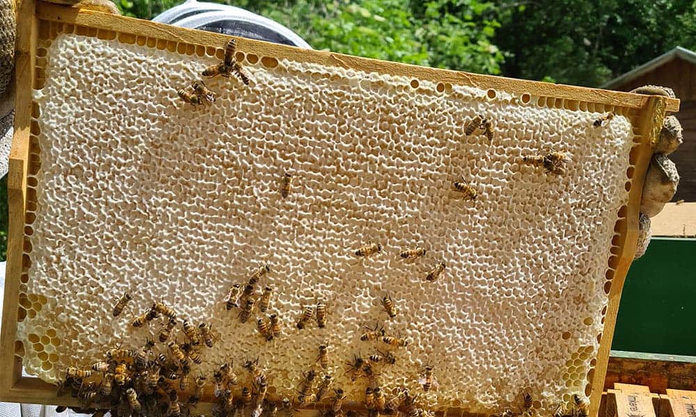 eigener-bienenstock-bienen-mieten-fuer-unternehmen_imkerei-wespen-hornissenentfernung-domke-wadersloh-diestedde Bienen mieten - eigener Bienenstock für Unternehmen - Ihre Imkerei Domke in Wadersloh-Diestedde
